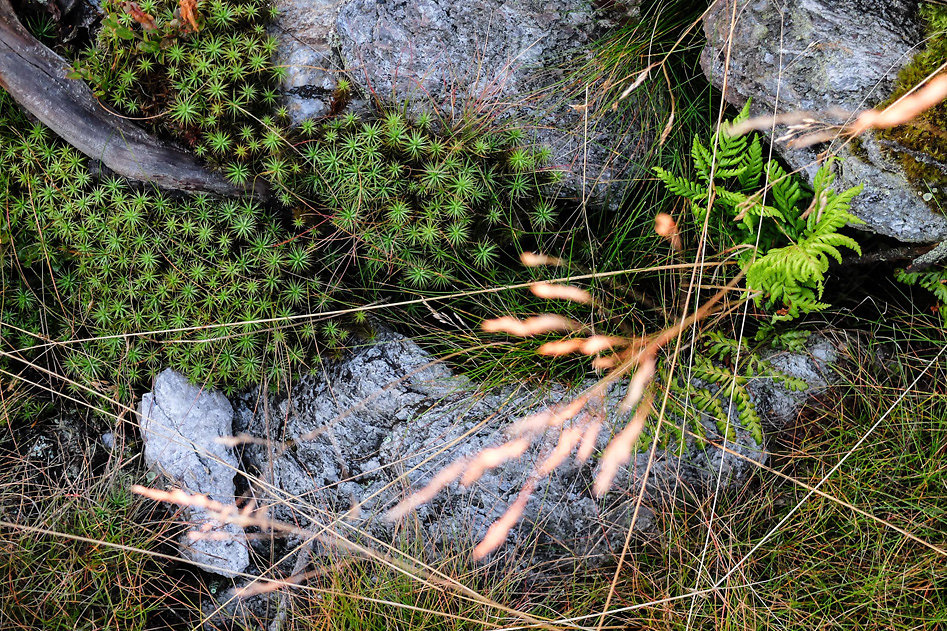 DSCF1436.jpg