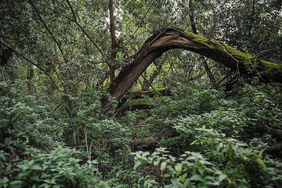 DSC-9725.jpg