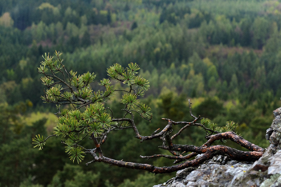 DSCF2591.jpg