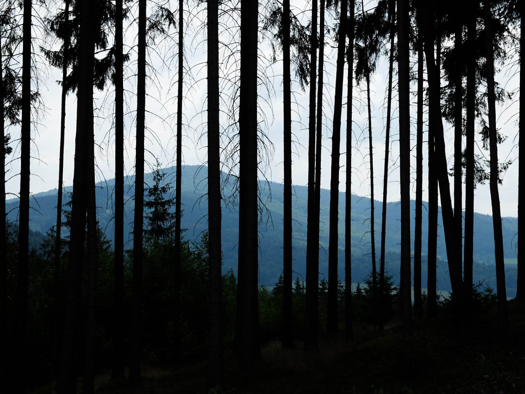 DSCF6098.jpg