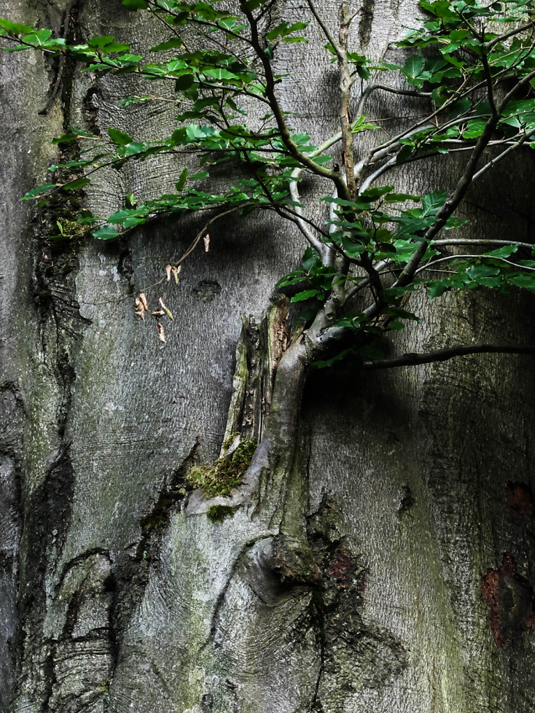 DSCF6154.jpg