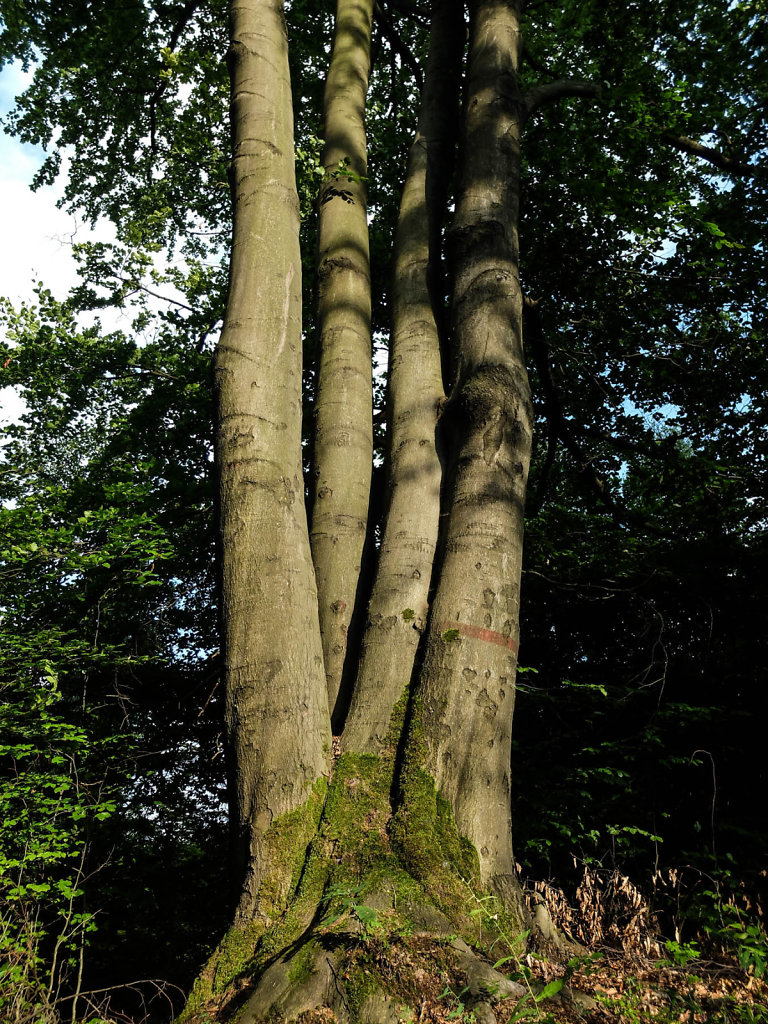 DSCF6157.jpg