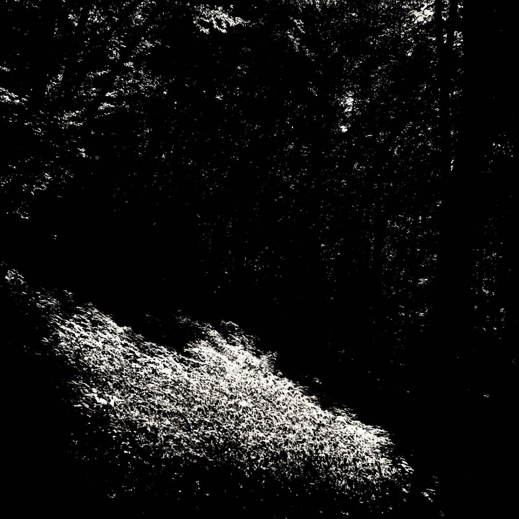 inthewoods.jpg