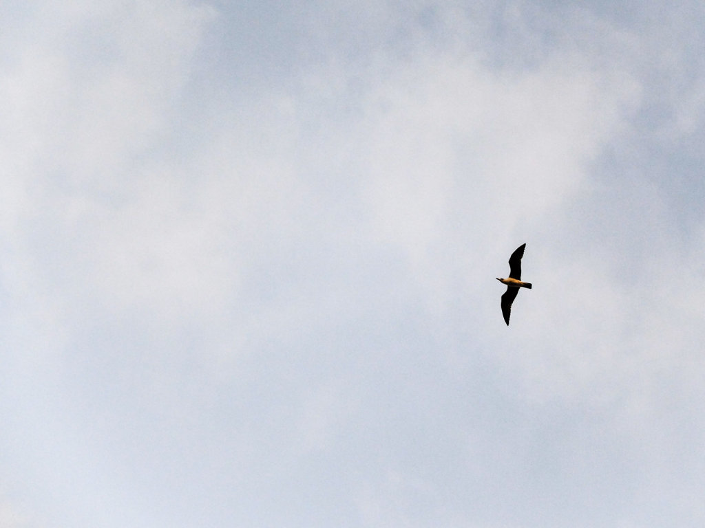 DSCF7452.jpg