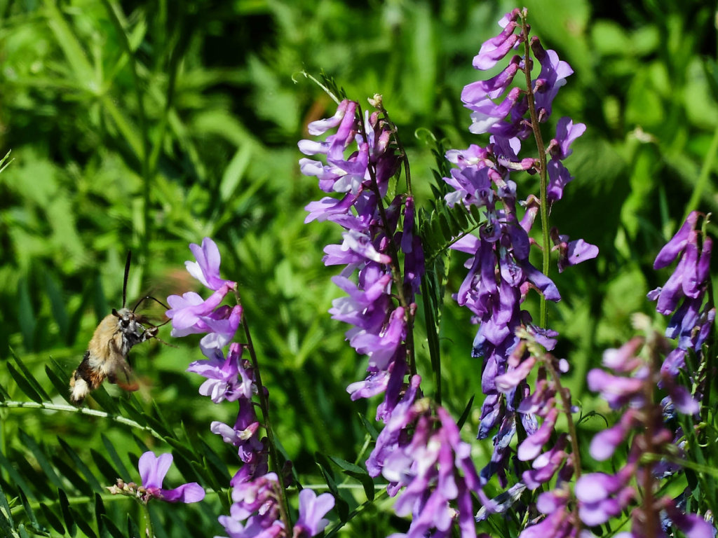 DSCF8751.jpg