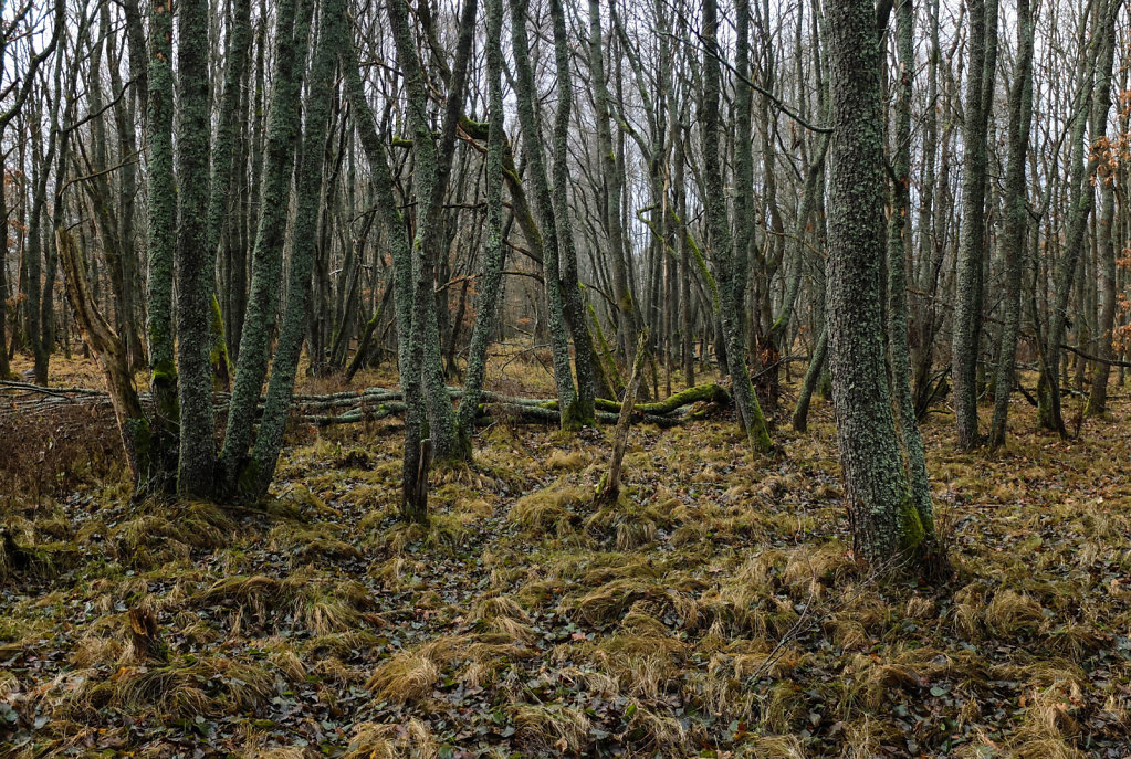 DSCF9085.jpg