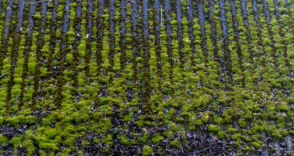 DSCF9198.jpg