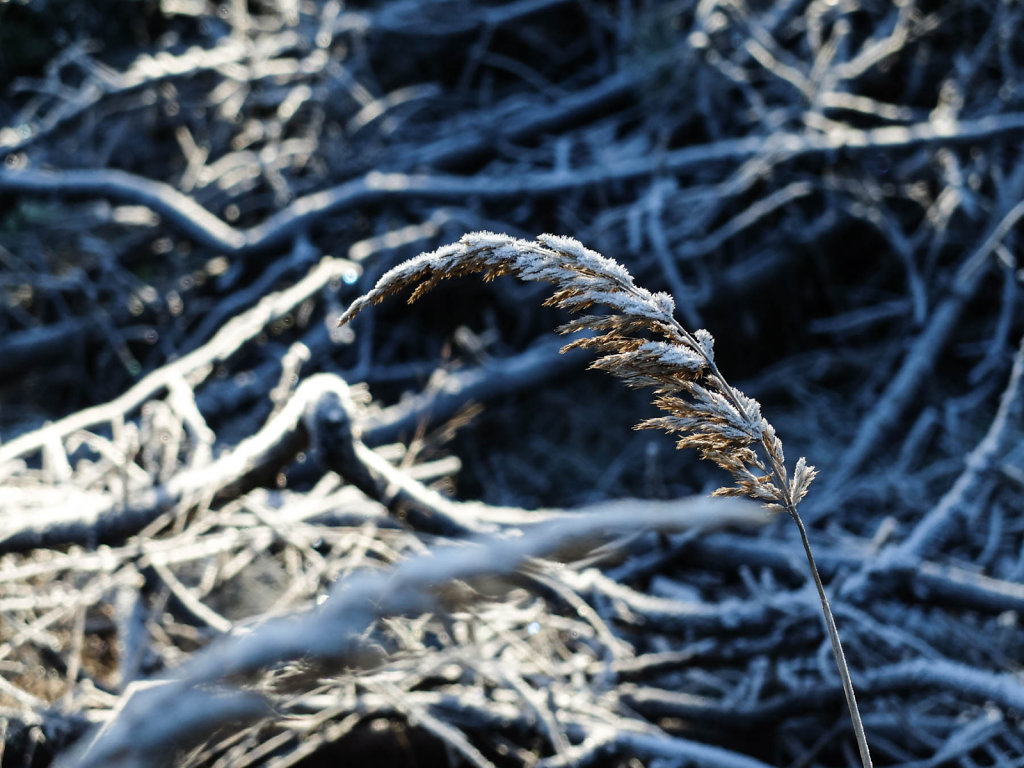 DSCF9318.jpg